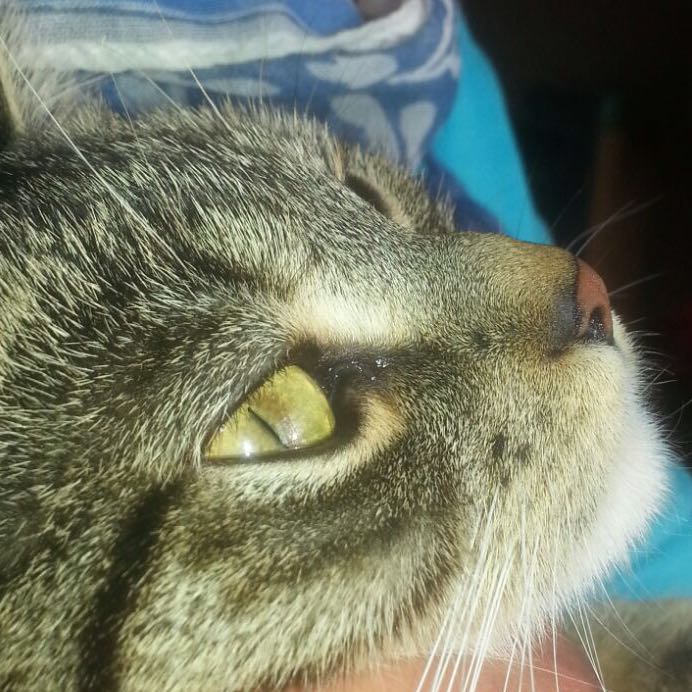 normale katzennase tiere katze nase