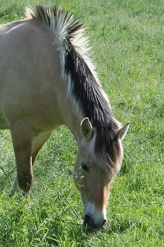 Norwegerstute - (Pferd, Norwegen, fjordpferd)