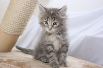 Norwegische Waldkatze 1 Oder 2 Katze Norwegen Einzelhaltung