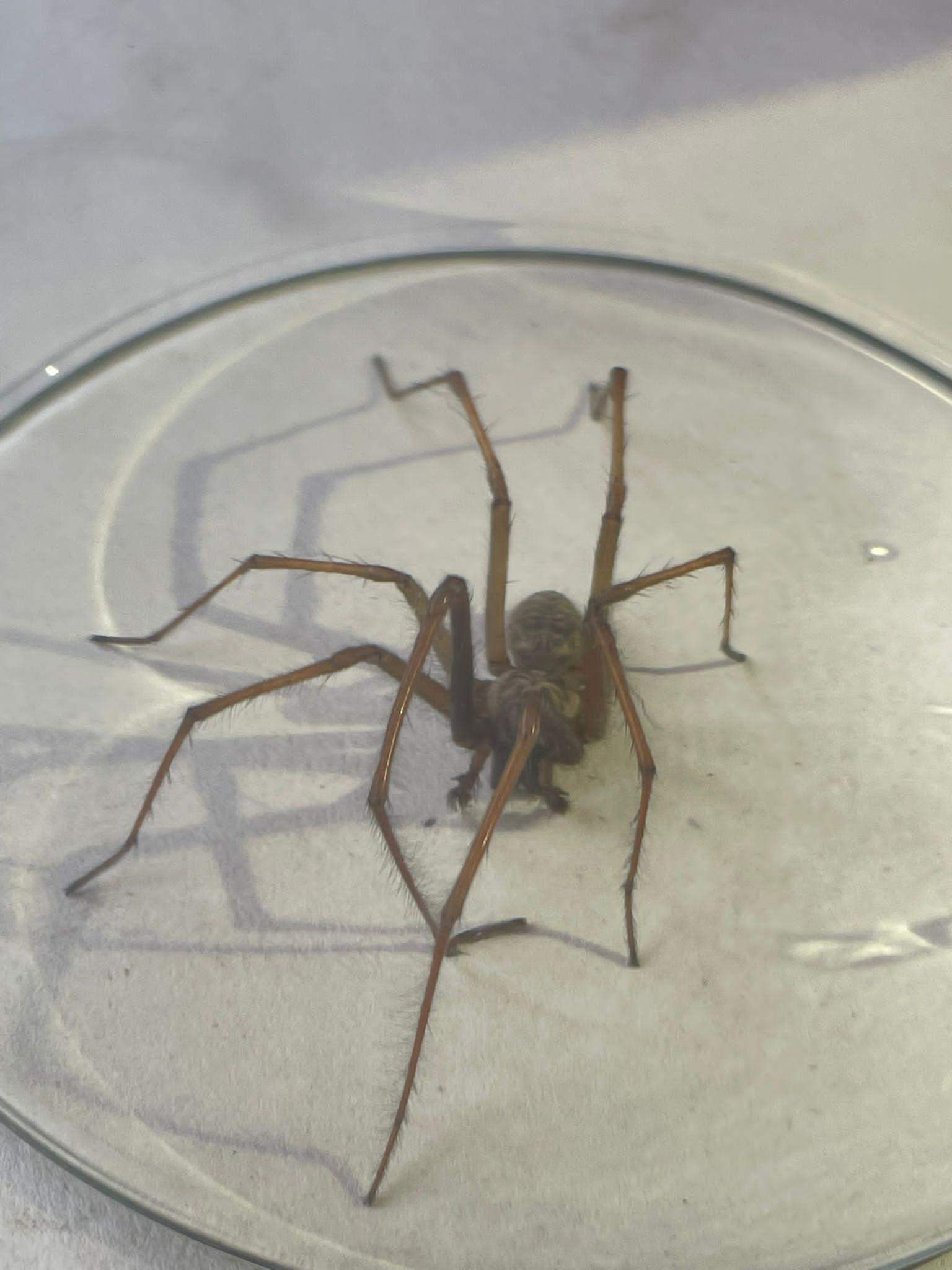 Nosferatu Spinne Im Haus? (Spinnen, Spinnenart)