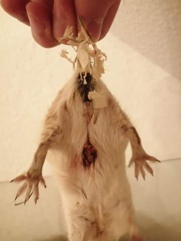 Notfall! Blut/Wunde an der Maus - Was tun?