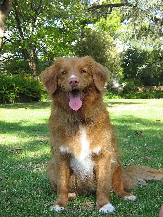Nova Scotia Duck tolling Retriever als Ersthund (Tiere, Hund