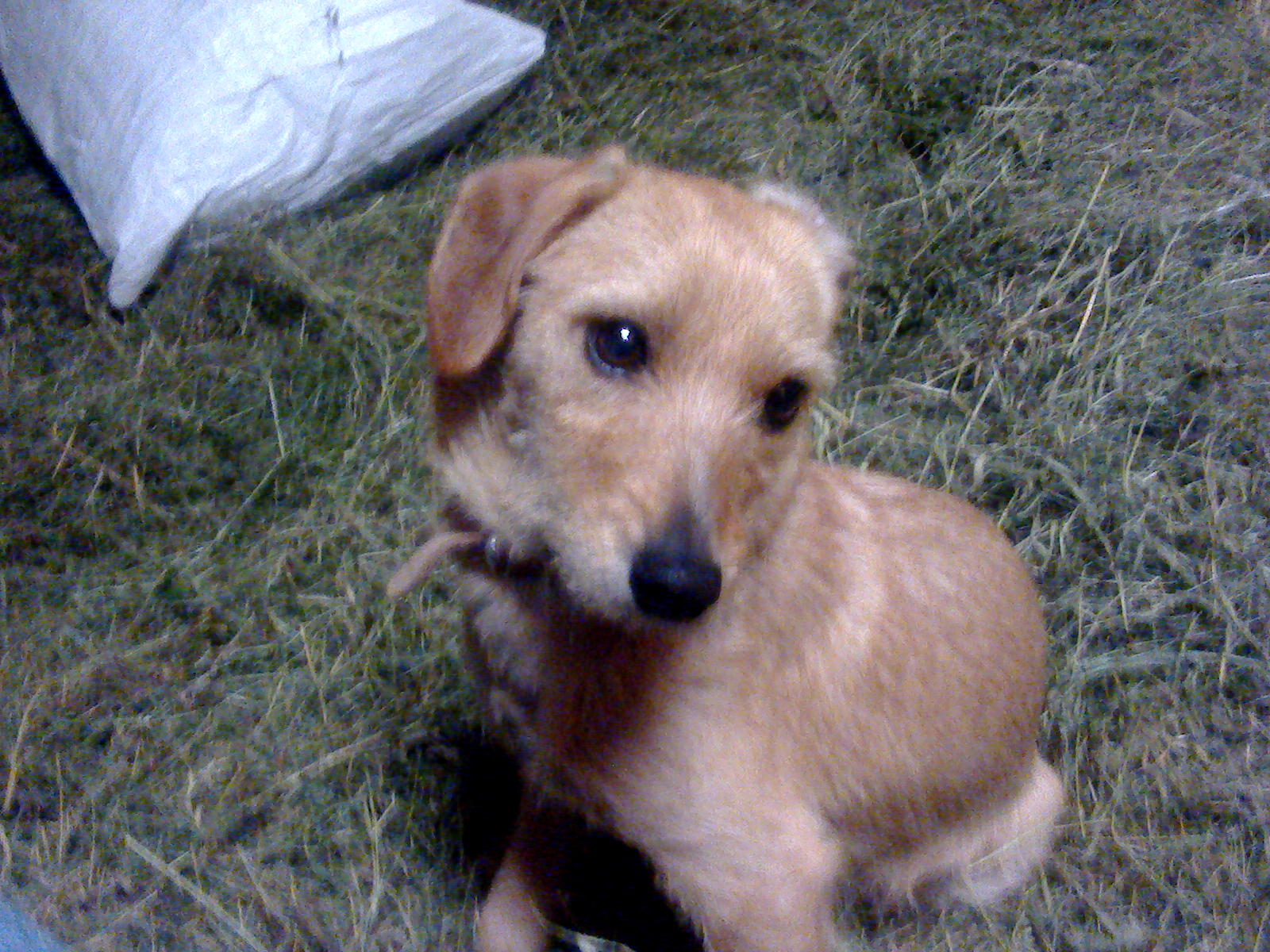 Nur Dackel Und Foxterrier Oder Noch Mehr Hunderassen Labrador Mischling