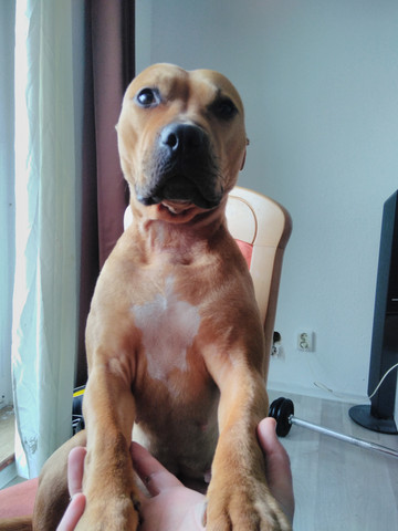 Nur Fur Den Hund Ein Flug Nach Mallorca Buchen Tiere Reisen Und Urlaub Flugzeug