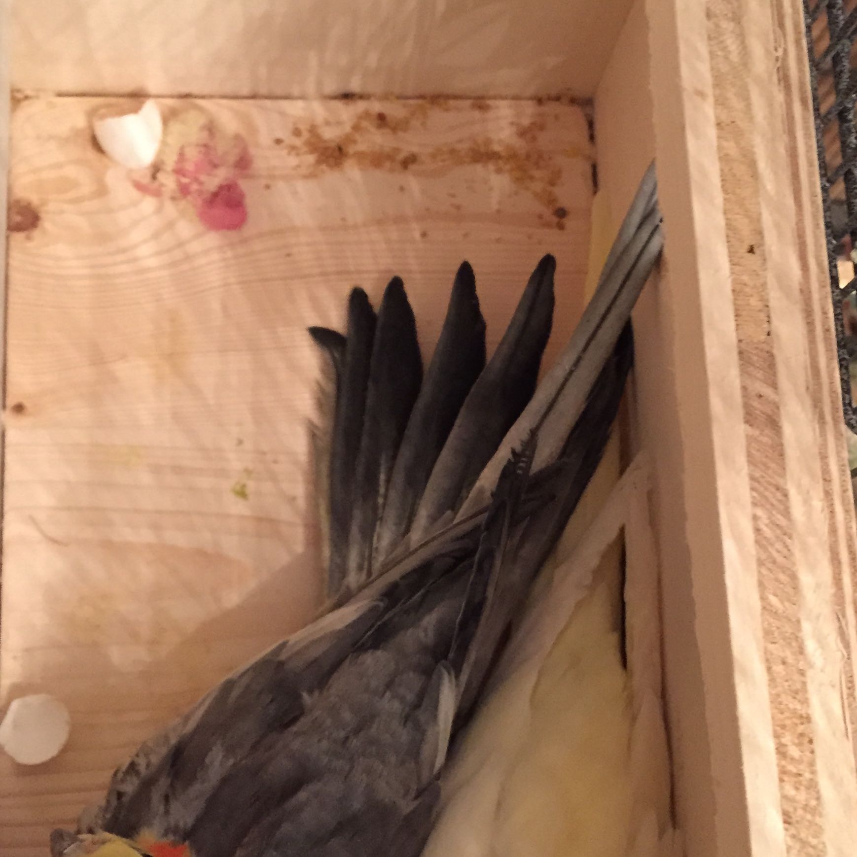 Nymphensittich Kuken Not Brut