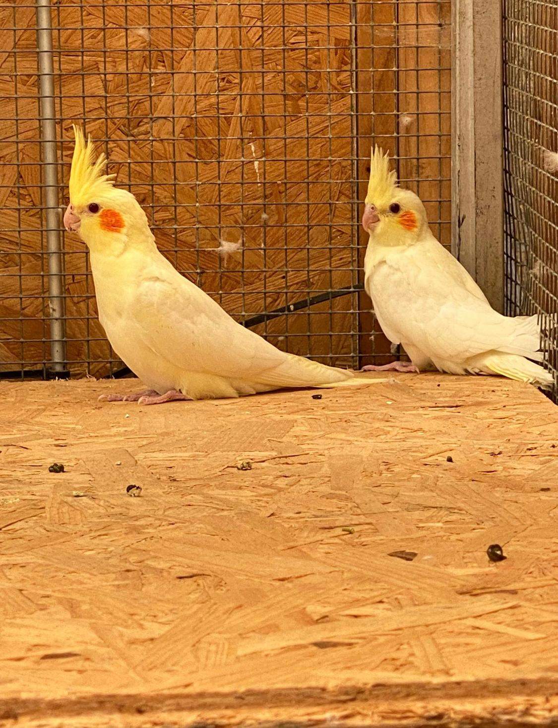 Nymphensittich Lutino Geschlechtsbestimmung? (Tiere, Haustiere, Vögel)
