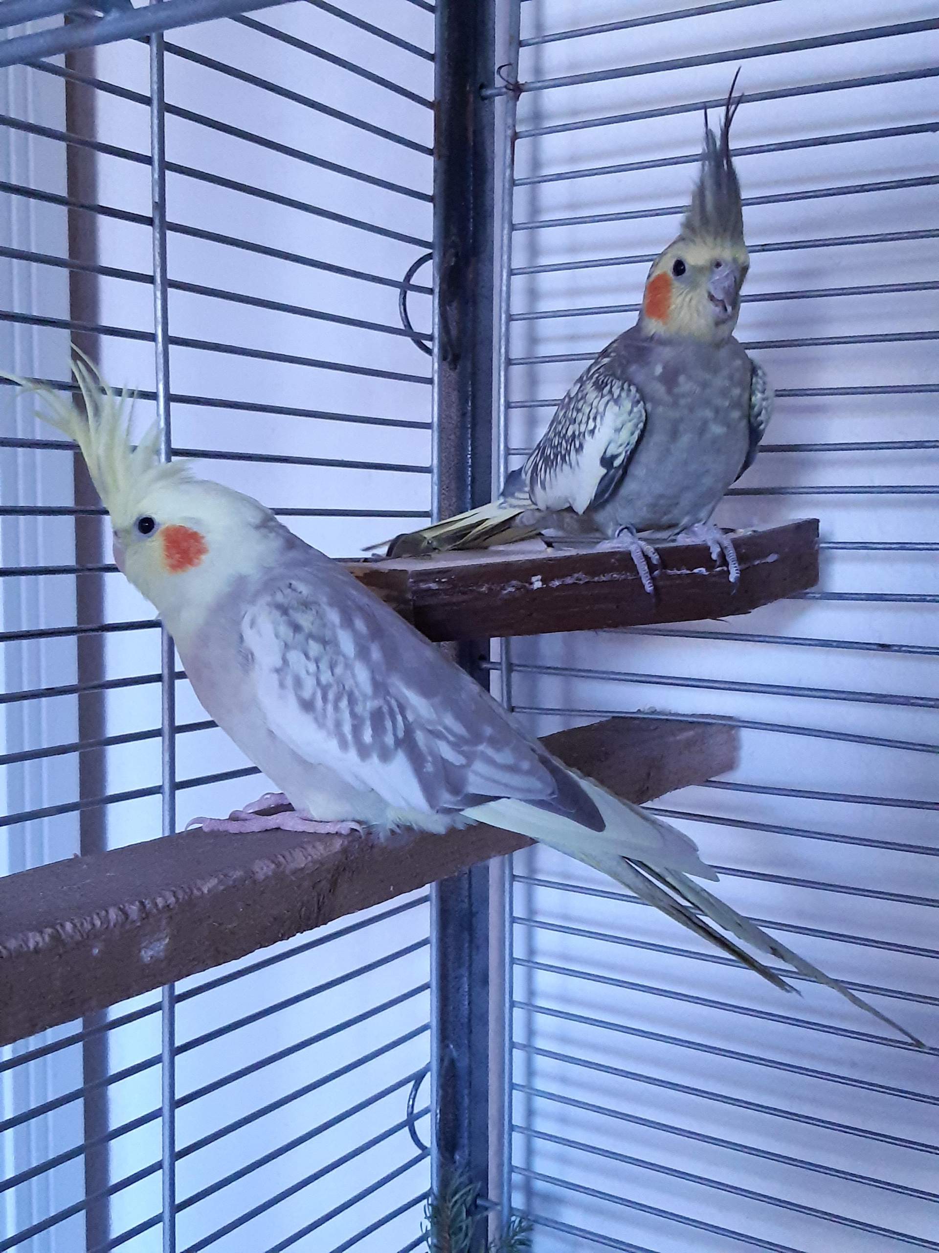 Nymphensittich Geschlecht erkennen? (Sexualität, Kanarienvogel)