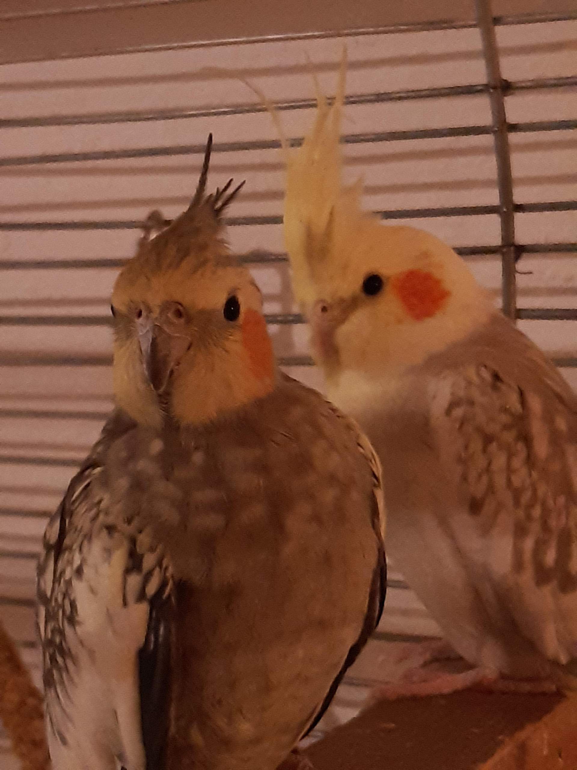 Nymphensittich Geschlecht erkennen? (Sexualität, Kanarienvogel)