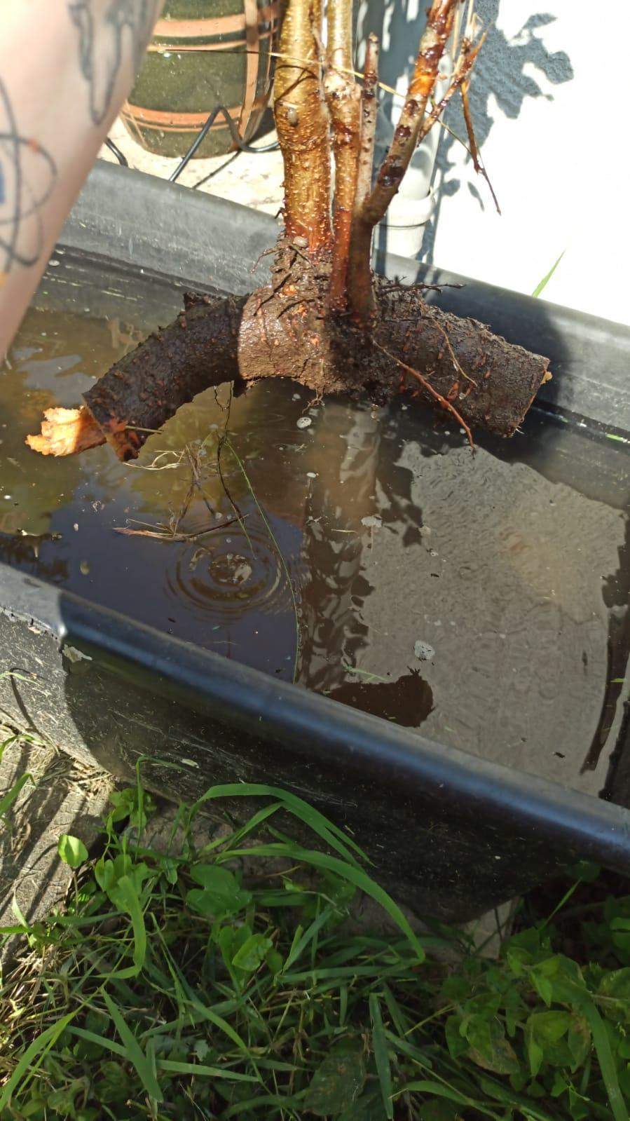 Obstbäumchen fast ohne Wurzeln einpflanzen? (Pflanzen,