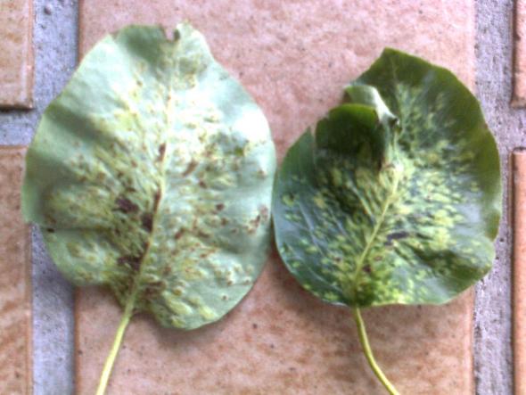 - (Pflanzen, Garten)