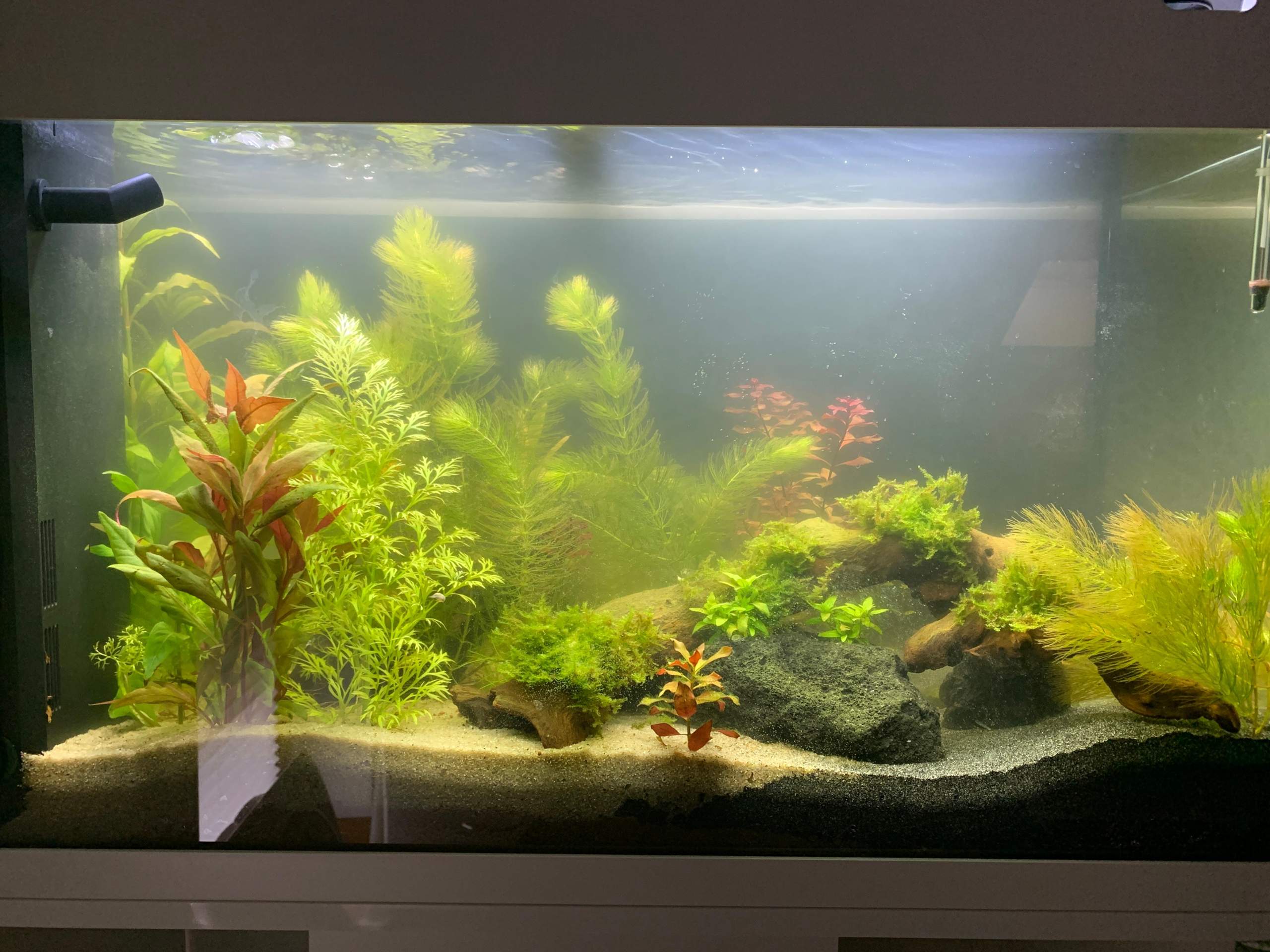 Neue Fische ins Aquarium? (Aquaristik, Aquariumfische, Aquascaping)