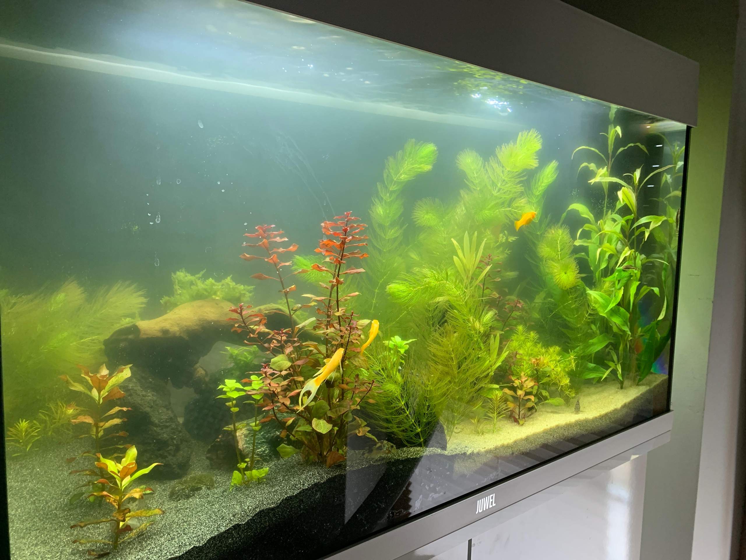 Neue Fische ins Aquarium? (Aquaristik, Aquariumfische, Aquascaping)