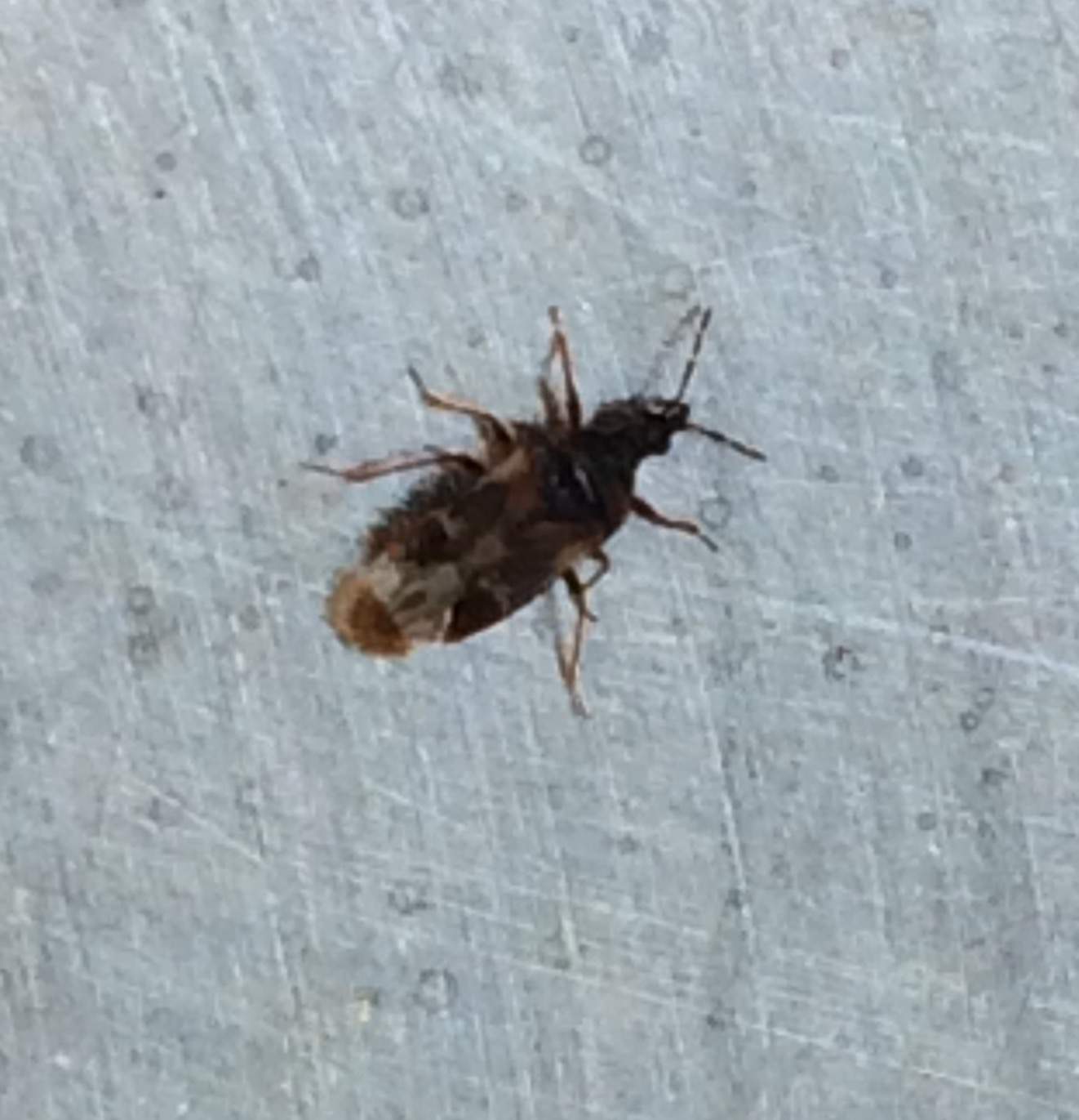 Oft werde ich draußen im Garten von schwarzen kleinen Käfern gebissen