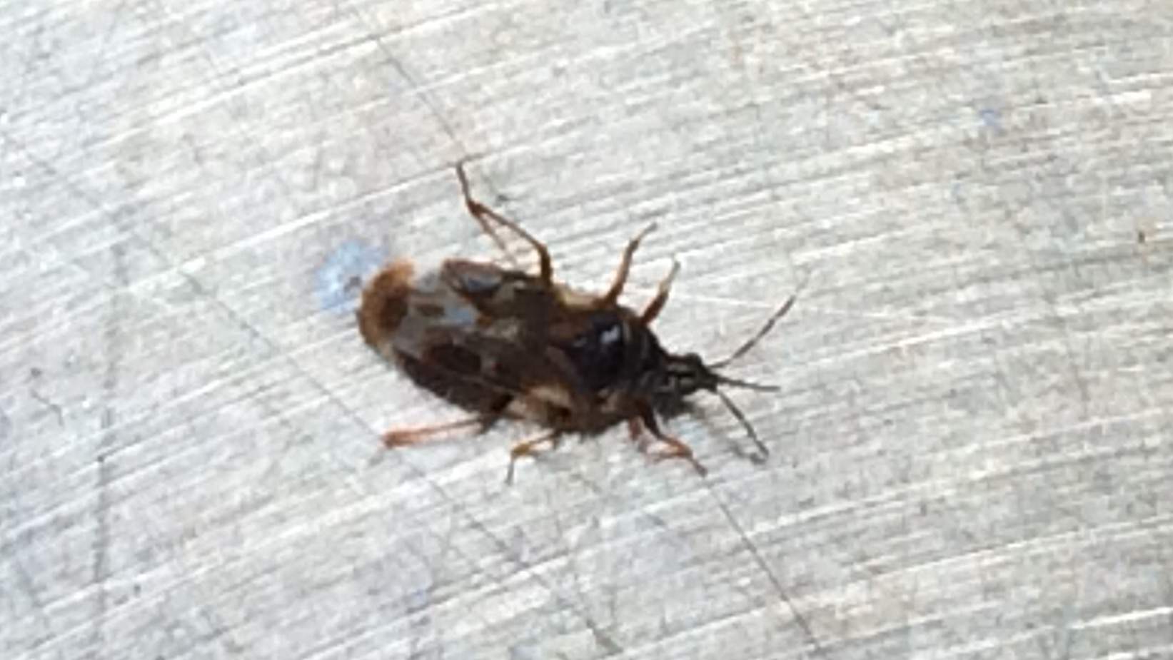 Oft werde ich draußen im Garten von schwarzen kleinen Käfern gebissen