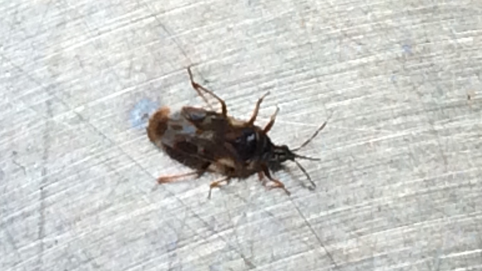 Oft werde ich draußen im Garten von schwarzen kleinen Käfern gebissen