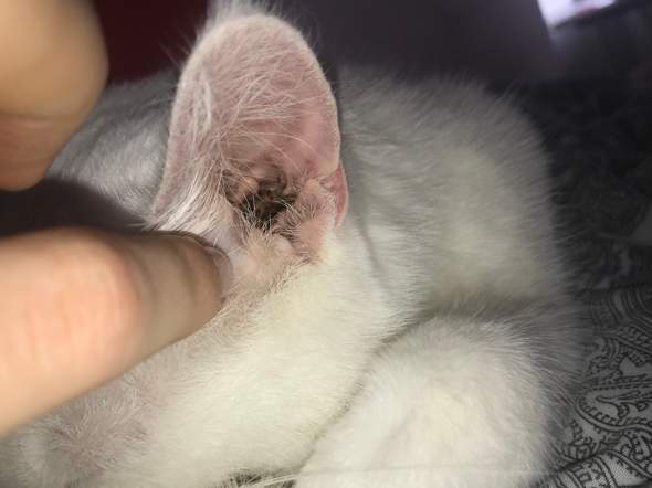 ohr meiner katze tierarzt