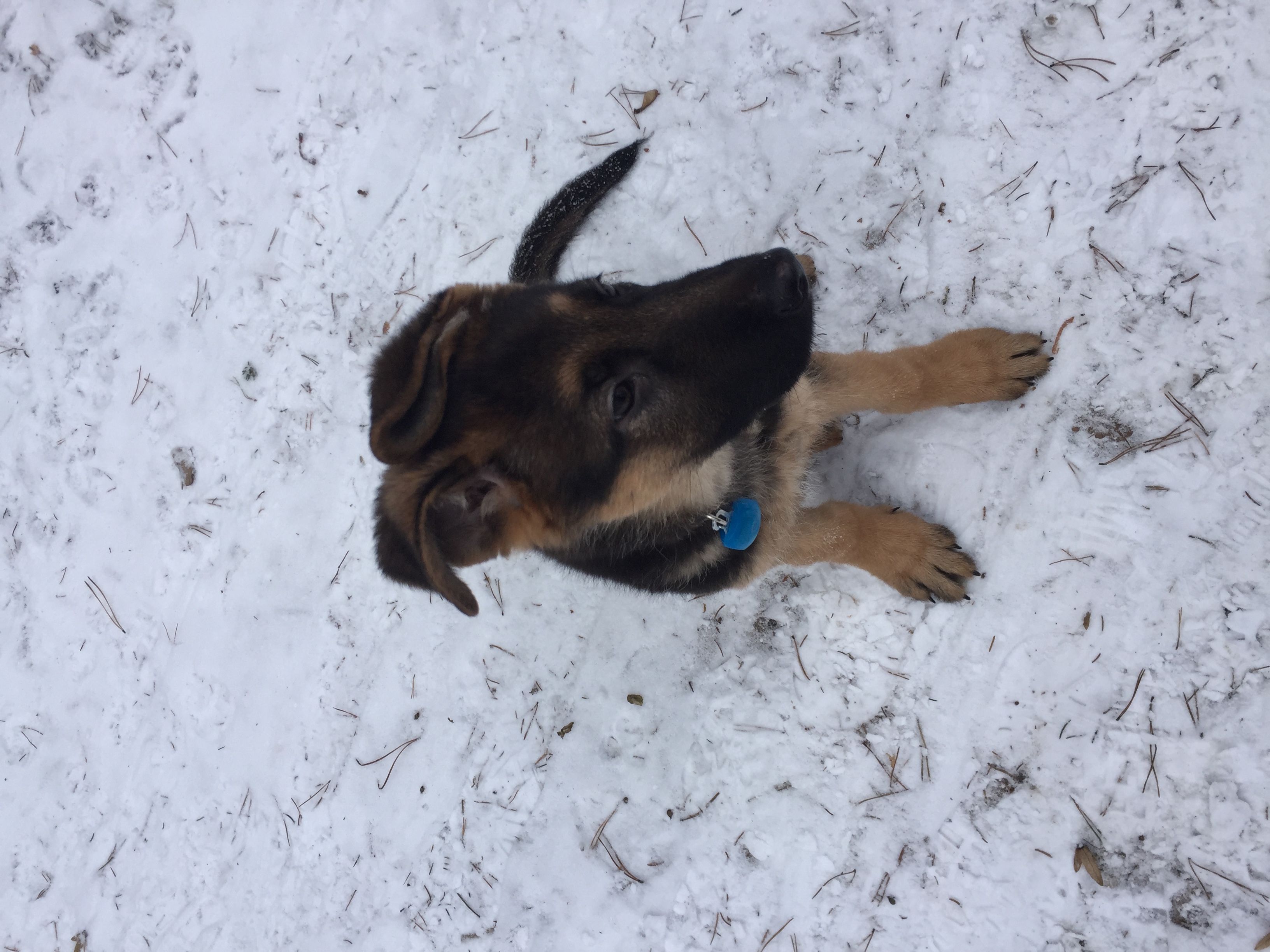 hund pfote gebrochen