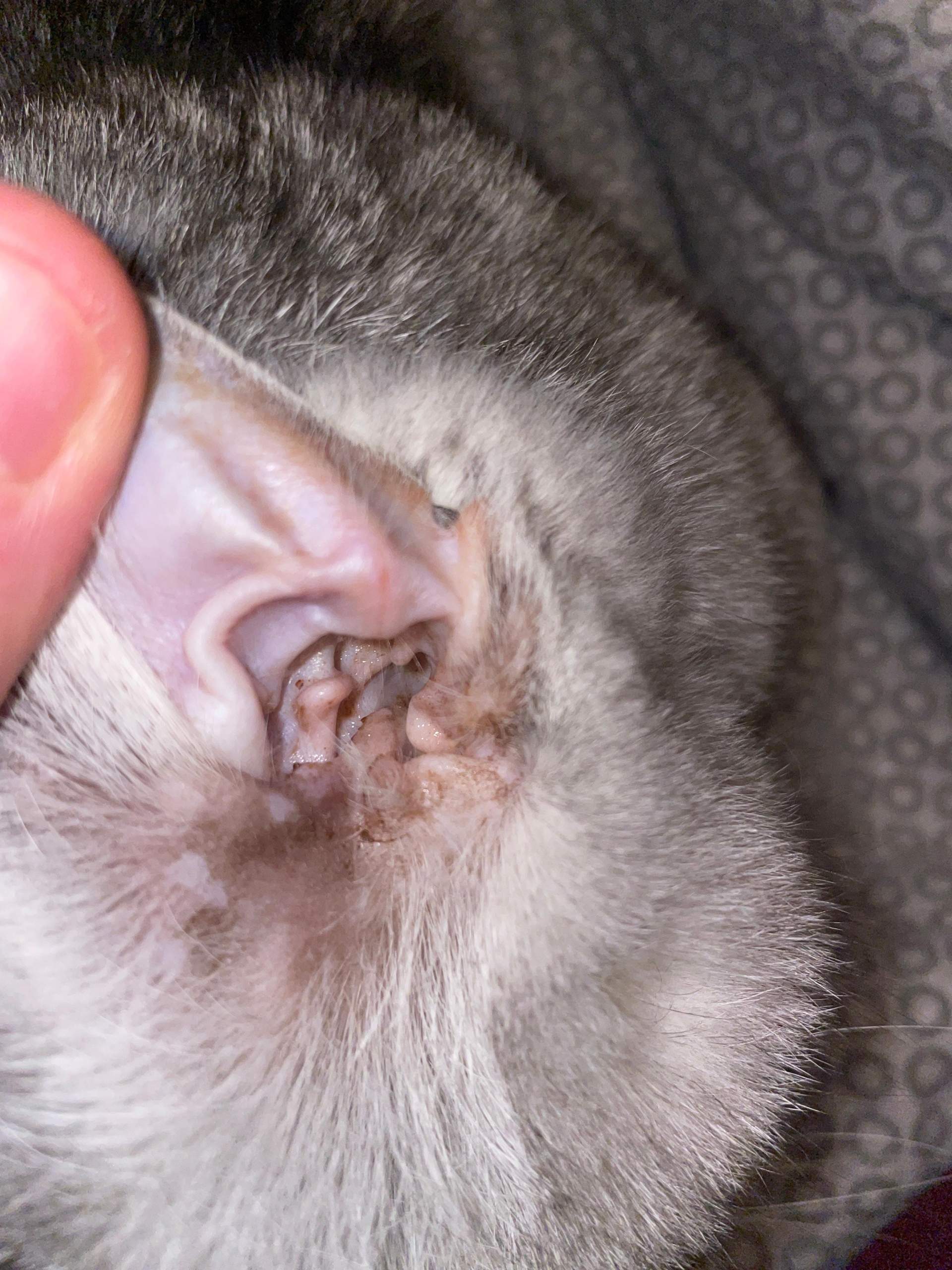 Katze Kratzt Ohr Blutig Keine Milben Ohren Schmalz oder Milben (Katze)? (Kater, Hauskatze, Milbenbefall)