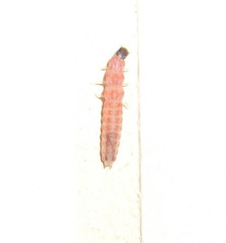 Ohrenkneifer Im Kleiderschrank Wie Bekomme Ich Die Weg Kleidung Insekten