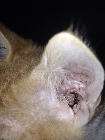 Ohrenmilben Schmalz Katze