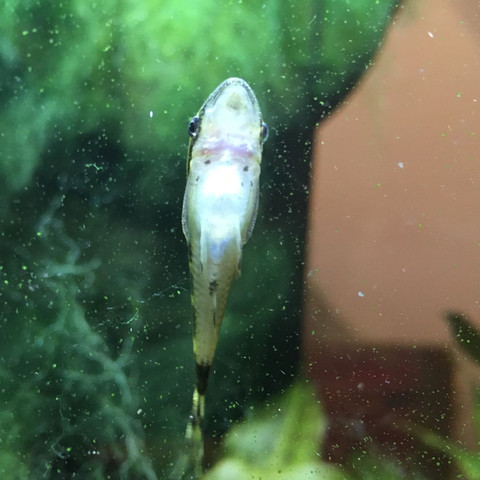 Ist das normal? - (schwanger, Fische, Ohrgitterharnisch)