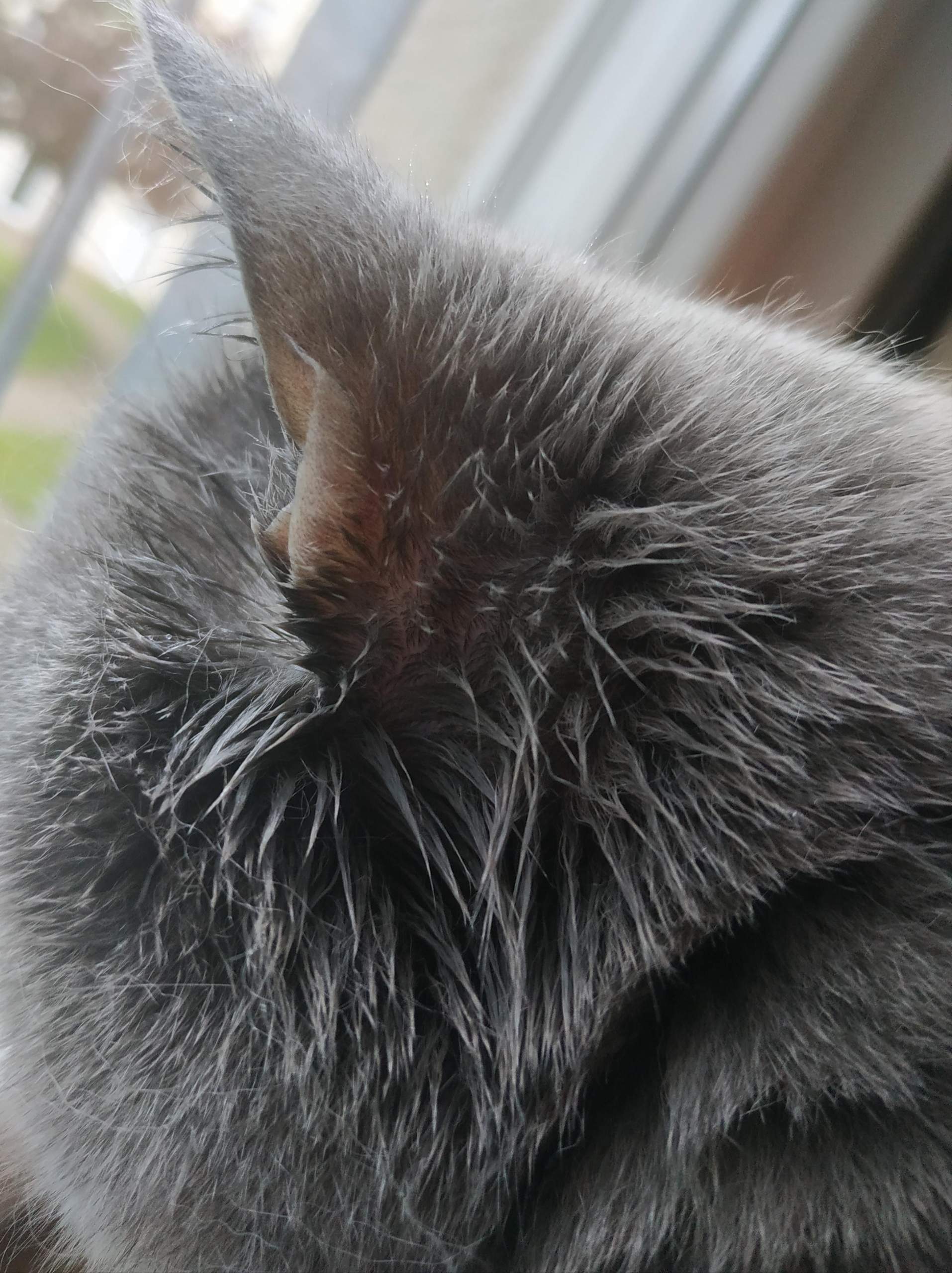 Ohrhaare bei Katze weg? (Gesundheit und Medizin, Medizin, Tiere)