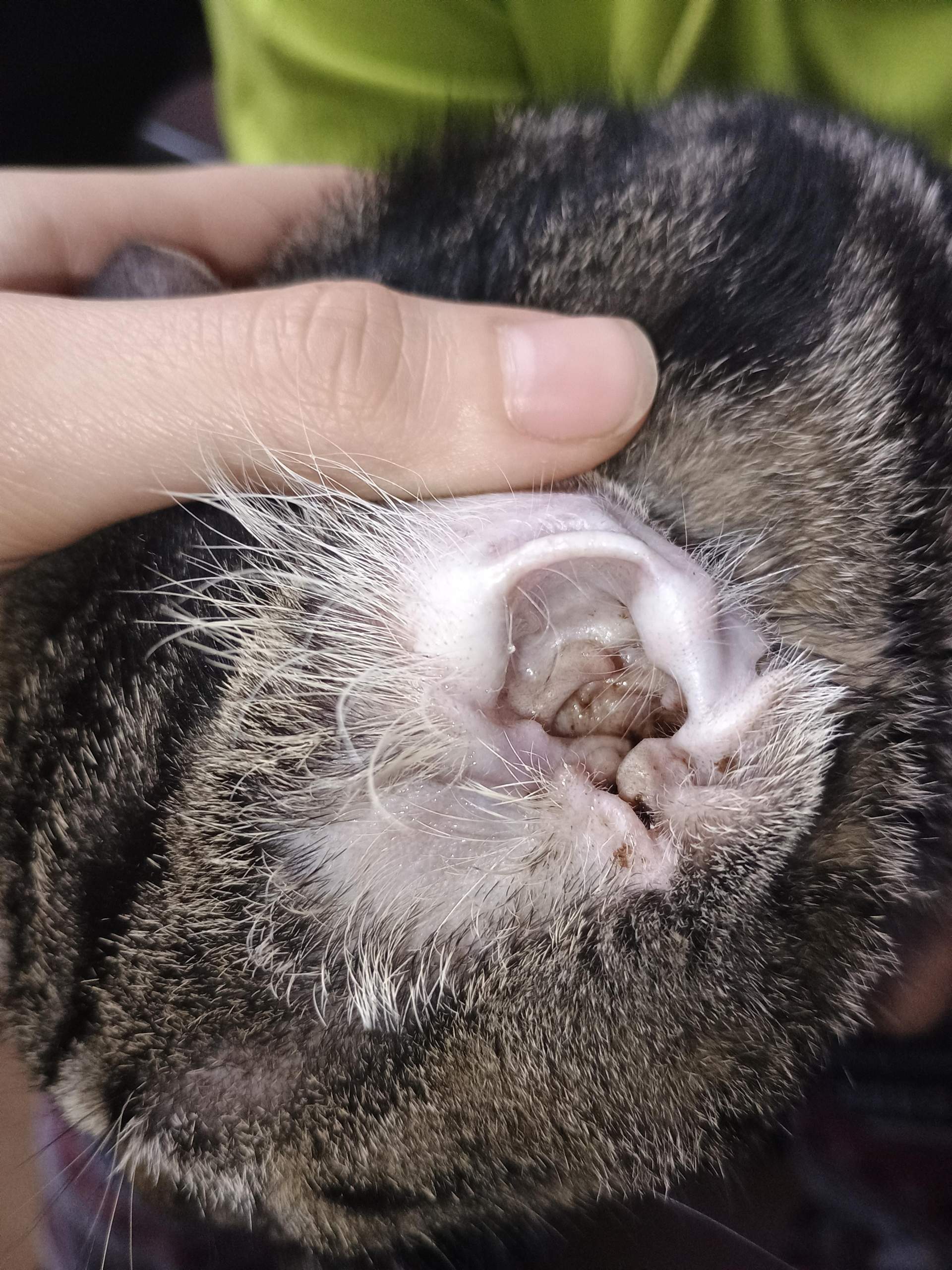 Ohrmilben bei Katzen? (Tierarzt, Kater, Tierhaltung)
