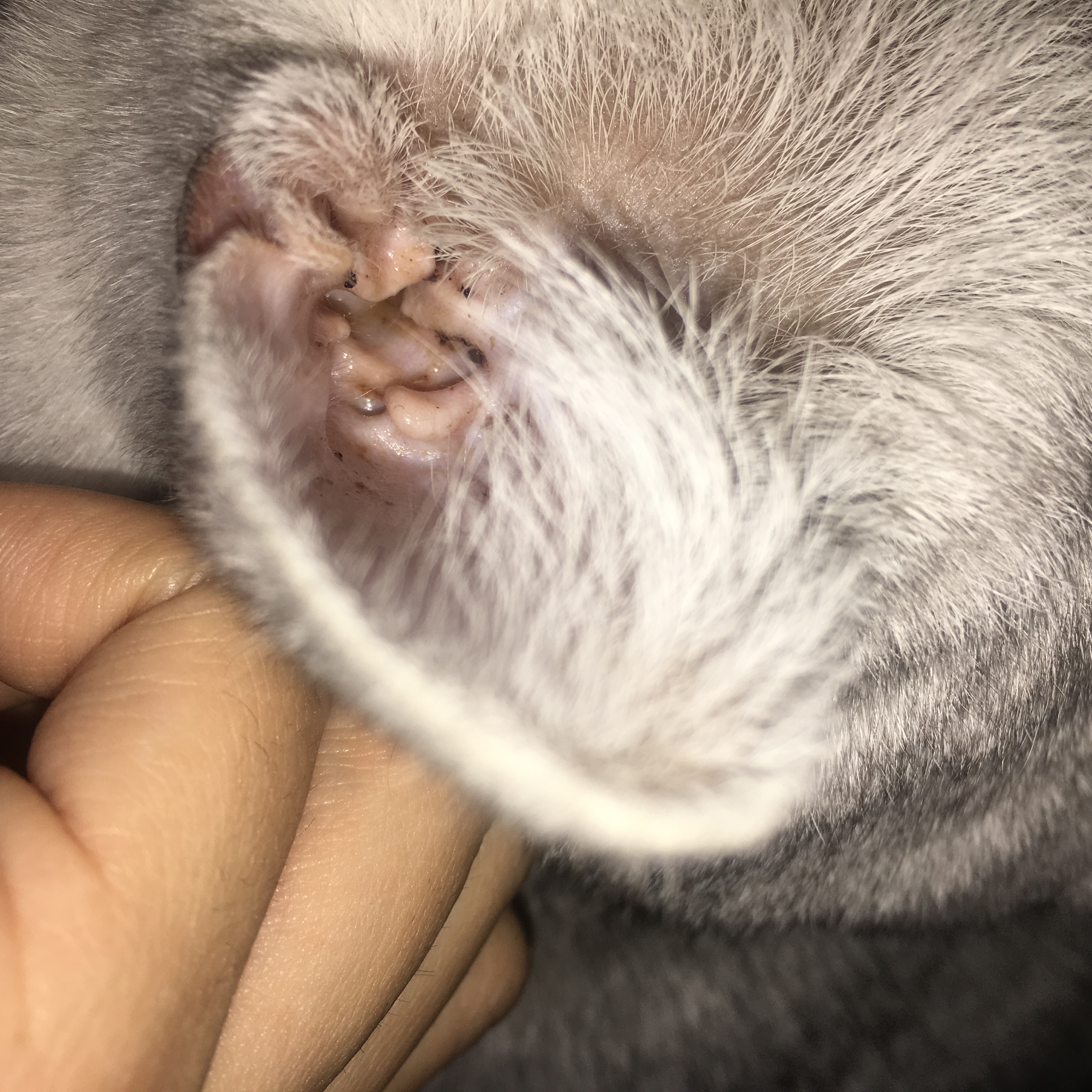 ohrmilben katze hausmittel oder andere mittel online tiere katzen parasiten