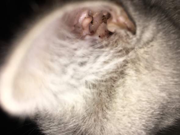 Ohrmilben Katze Hausmittel Oder Andere Mittel Online Tiere