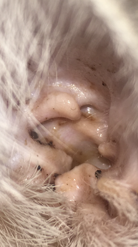 ohrmilben katze hausmittel oder andere mittel online tiere katzen parasiten
