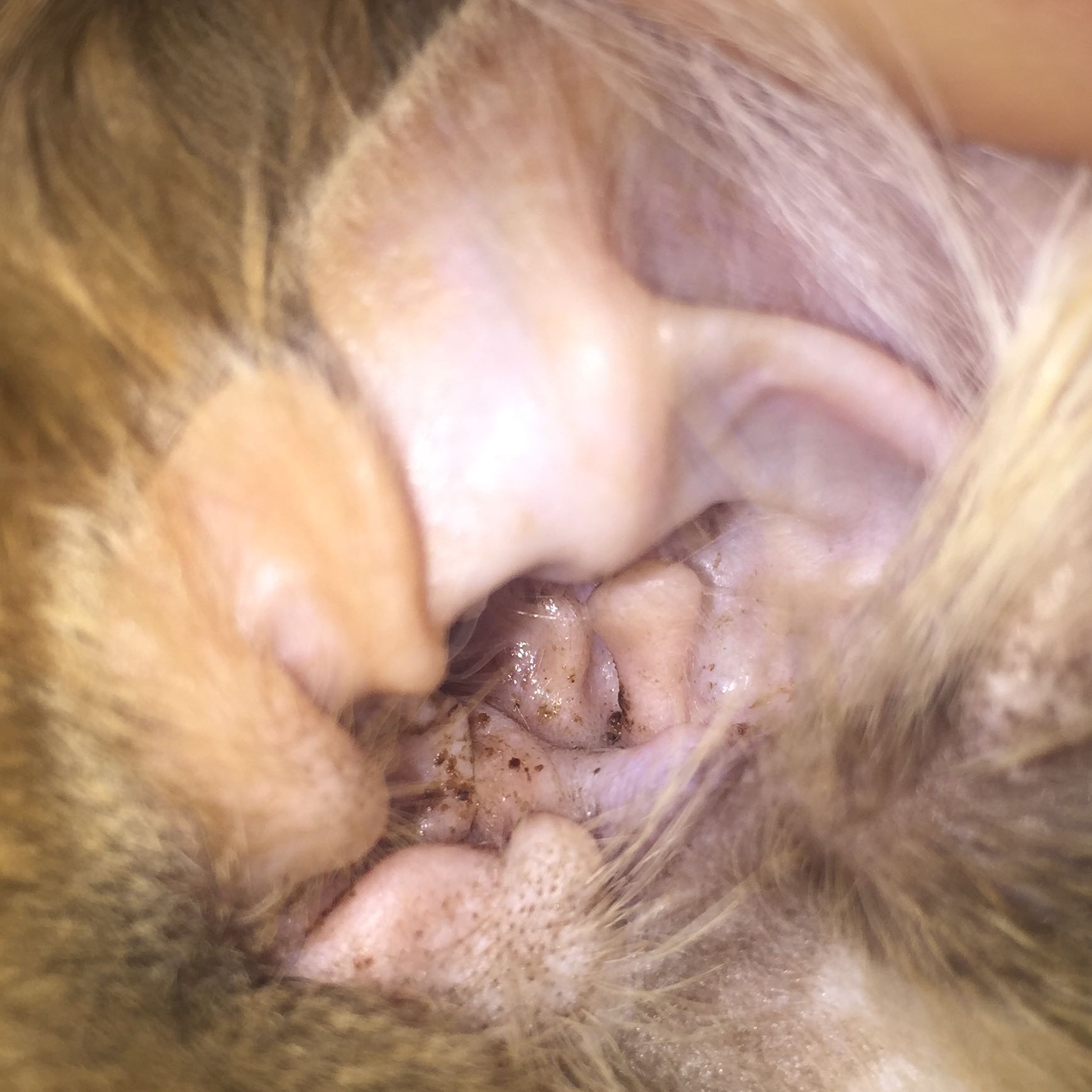 ohrmilben oder ohrenschmalz gesundheit und medizin tiere katze