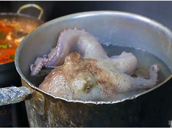 Oktopus lebendig kochen? ist das noch normal?