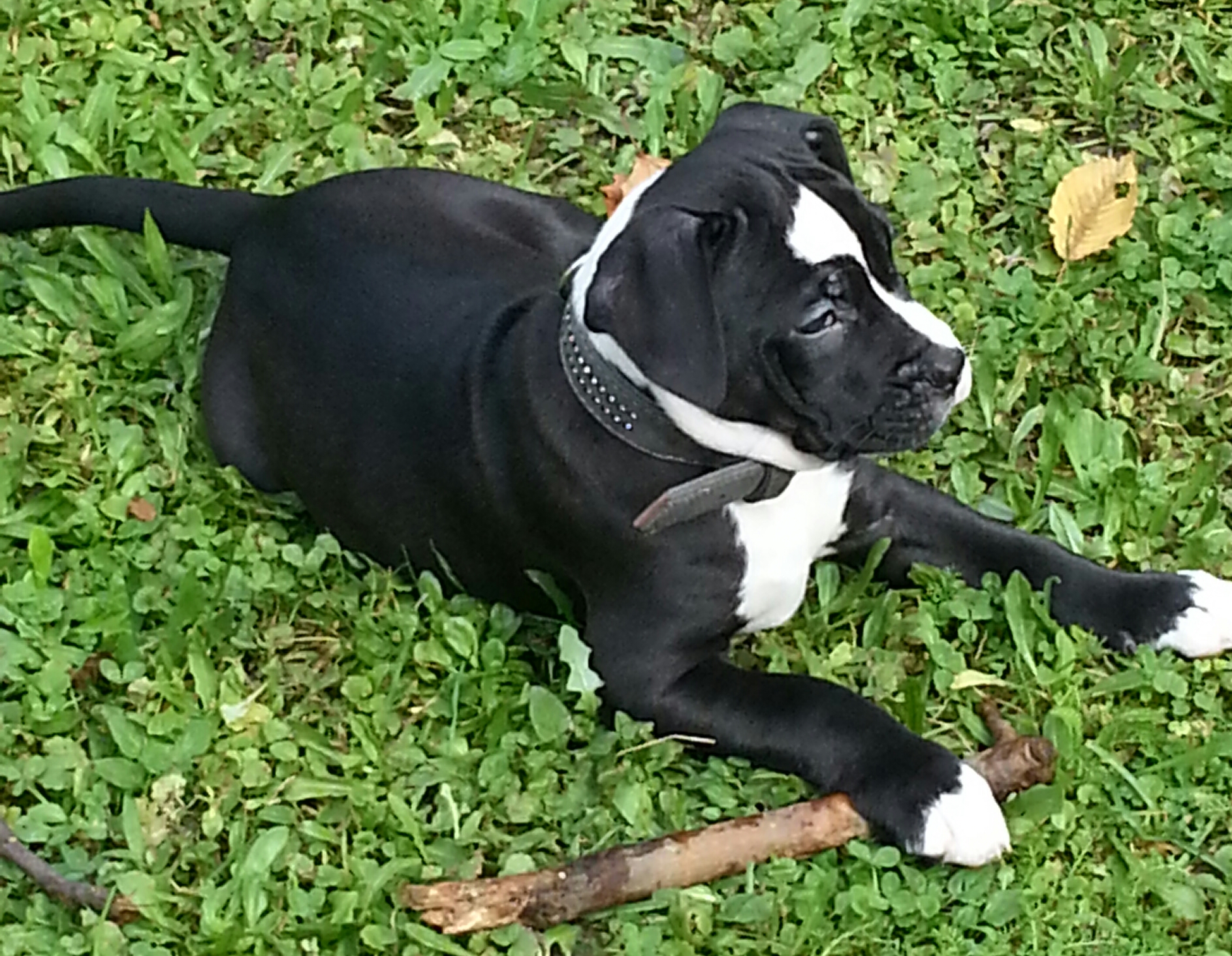 Bulldog Lab Old englisch Bulldog - Bordeauxdogge-Labrador Mix (Hund, Welpen, Rasse)