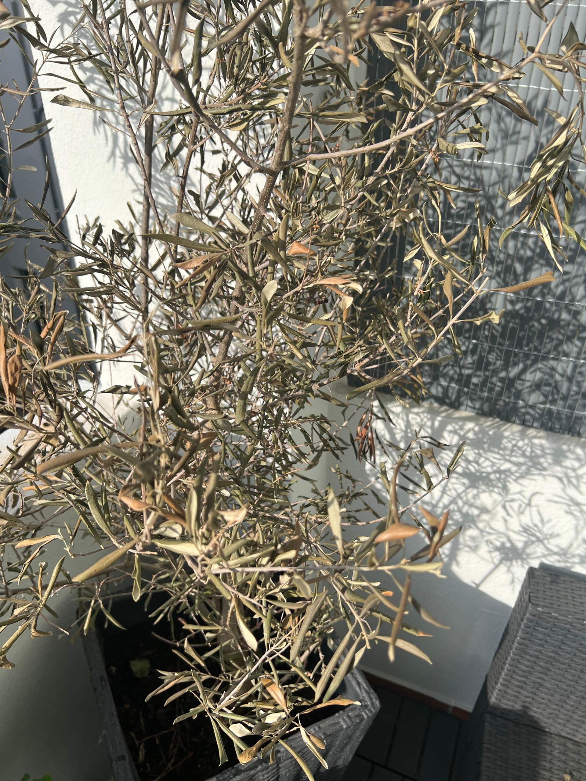 thuja degroot's spire Arborvitae Degroot's 5-6' (Iseli) – Mulder's Nursery LLC main image 1
