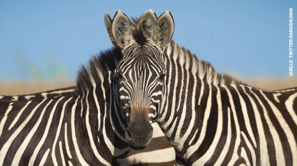 Optische Täuschung, welches dieser Zebras schaut in die Kamera?
