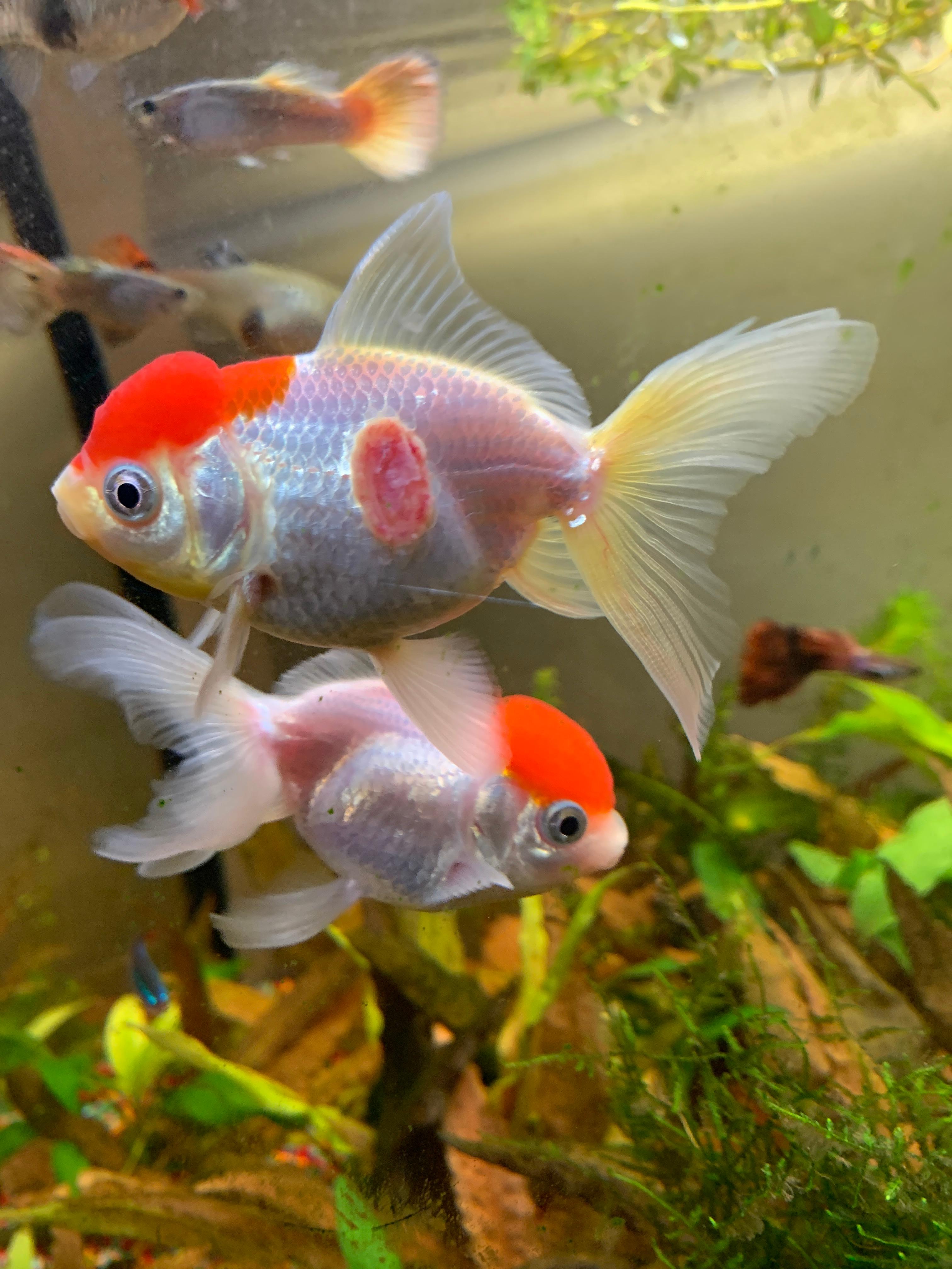 Oranda Goldfisch Krankheit? (Fische, Aquarium, Goldfische) Oranda Goldfisch Krankheit? (Fische, Aquarium, Goldfische)
