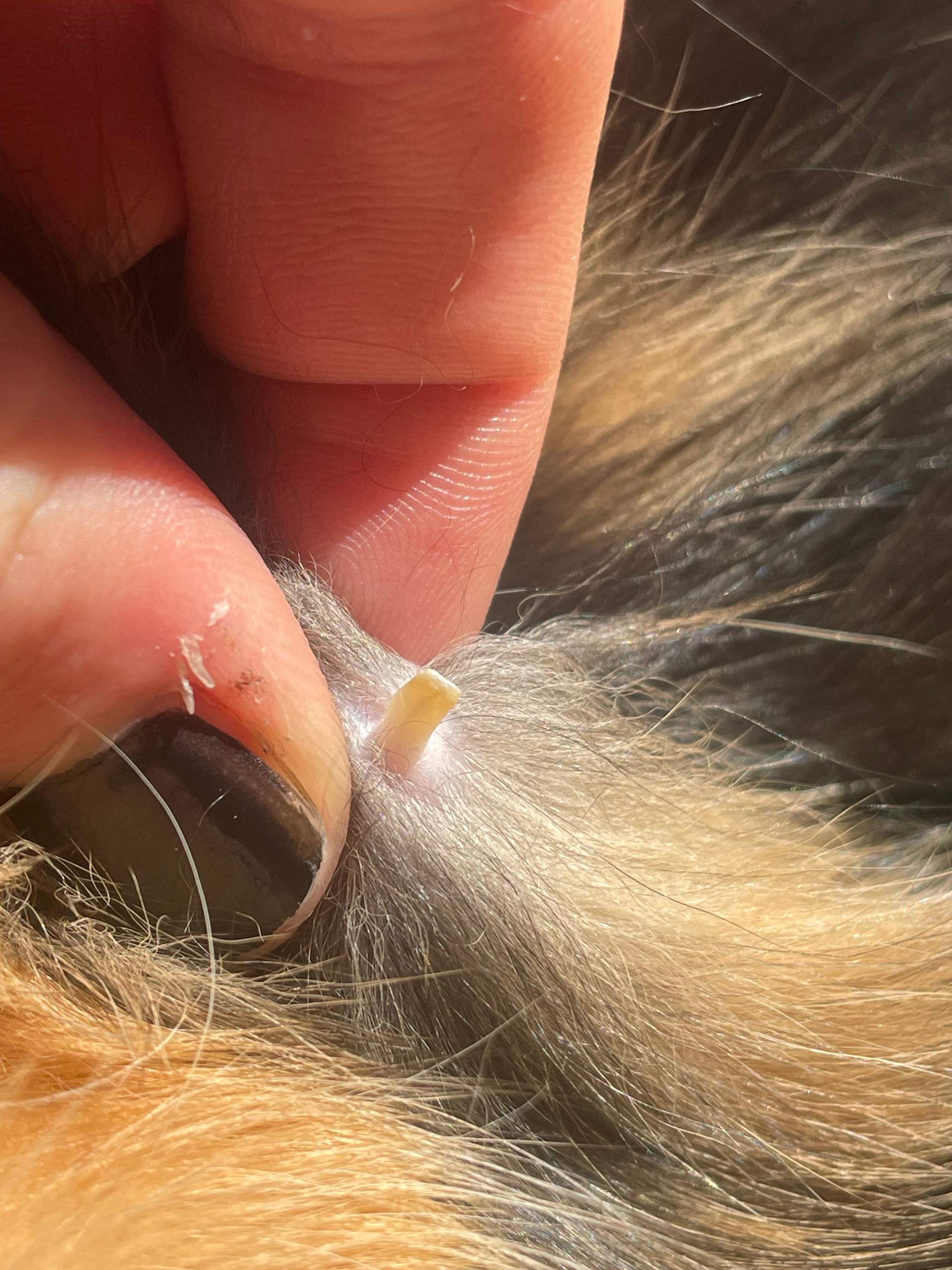 Orang gelbe Dinger am Bauch meiner Katze? (Tierarzt, Tiermedizin