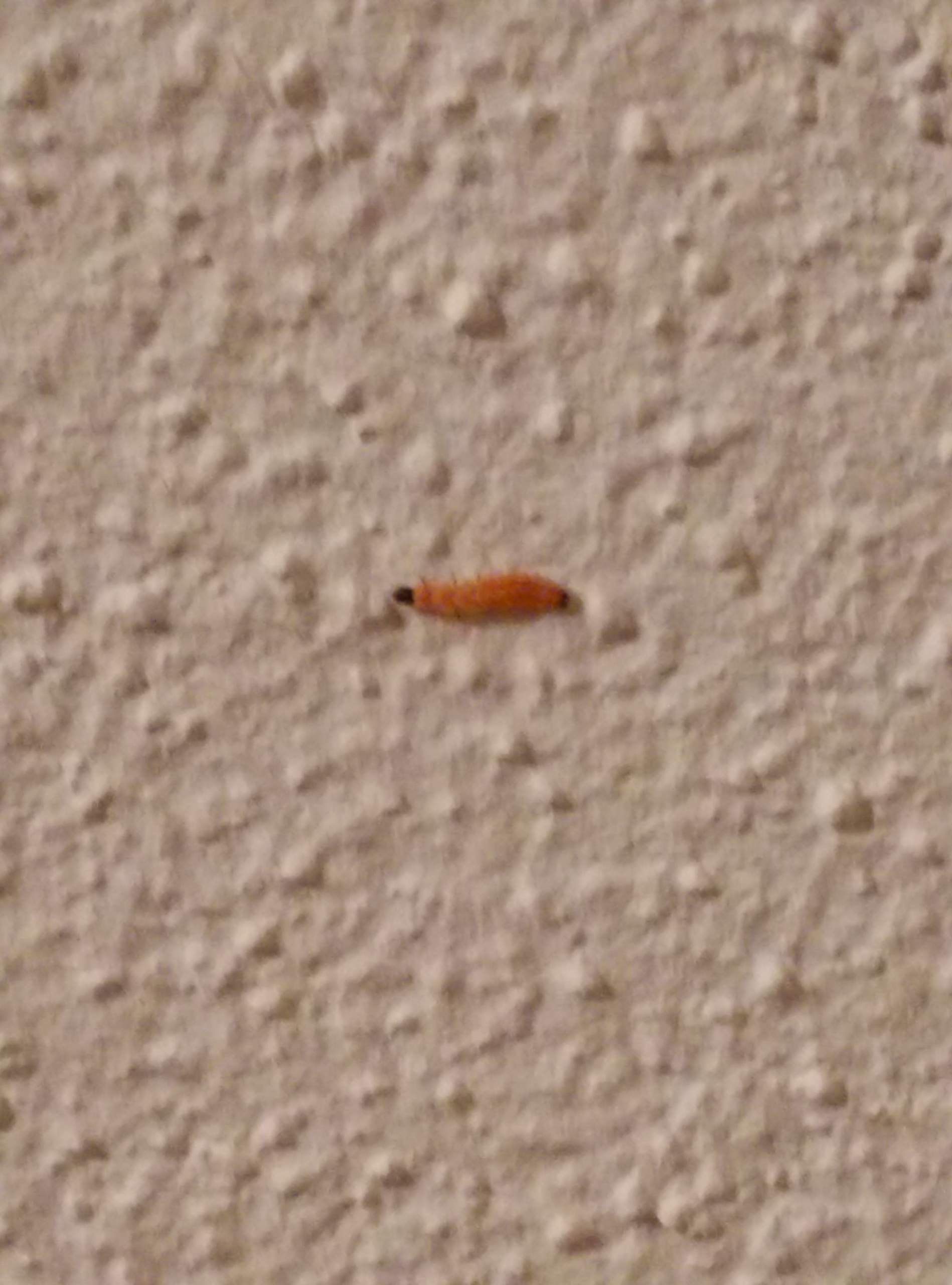 Orange Larven Im Haus Was Tun Schadlinge Wurmer Orange Larven Im Haus Was Tun Schadlinge Wurmer
