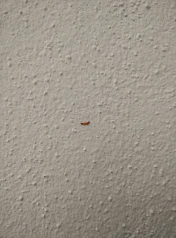 Orange Larven Im Haus Was Tun Schadlinge Wurmer Orange Larven Im Haus Was Tun Schadlinge Wurmer