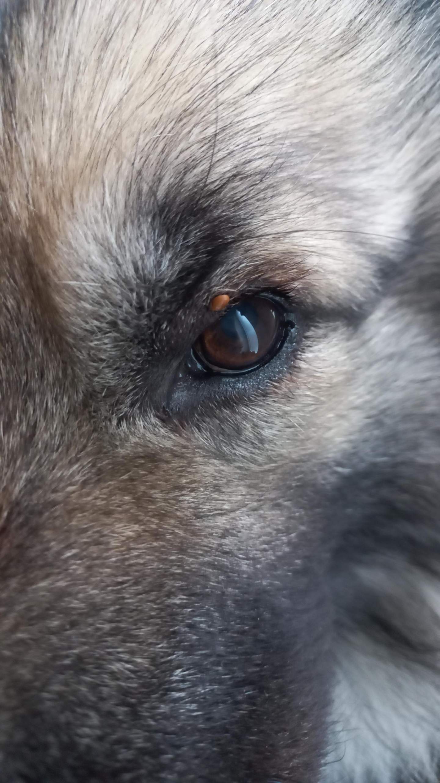 Orangener Knubbel am Auge von meinem Hund? (Gesundheit, Augen, Tierarzt)
