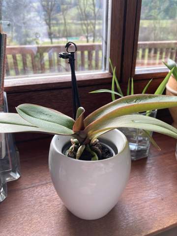 Orchidee- im Winter vor dem Fenster lassen?