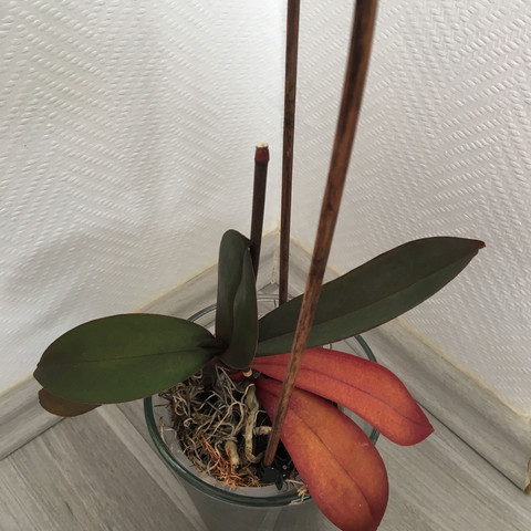 Wie pflegt man orchideen Wie pflegt man orchideen