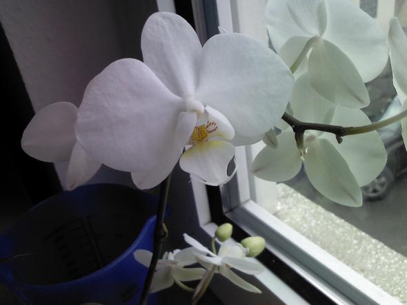 blüht so schön - (Pflanzen, Orchideen)