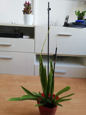 Orchidee fast tot?