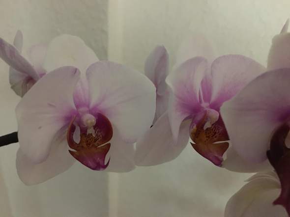 Orchidee fehlt Zunge? Pflanzenexperten gesucht?