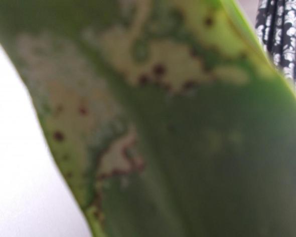 Orchidee Hat Komische Punkte Unter Den Blattern Krankheit Pflanzen Pflanzenpflege