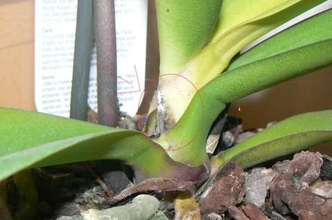 orchidee schimmelt! was soll ich tun? (Pflanzen, Schimmel, Orchideen)