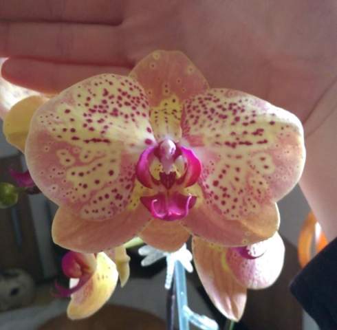 Orchidee verändert über die Jahre das farbliche Aussehen ihrer Blüte?