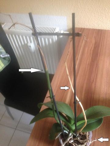 Bild 1 - (Pflanzenpflege, Orchideen)