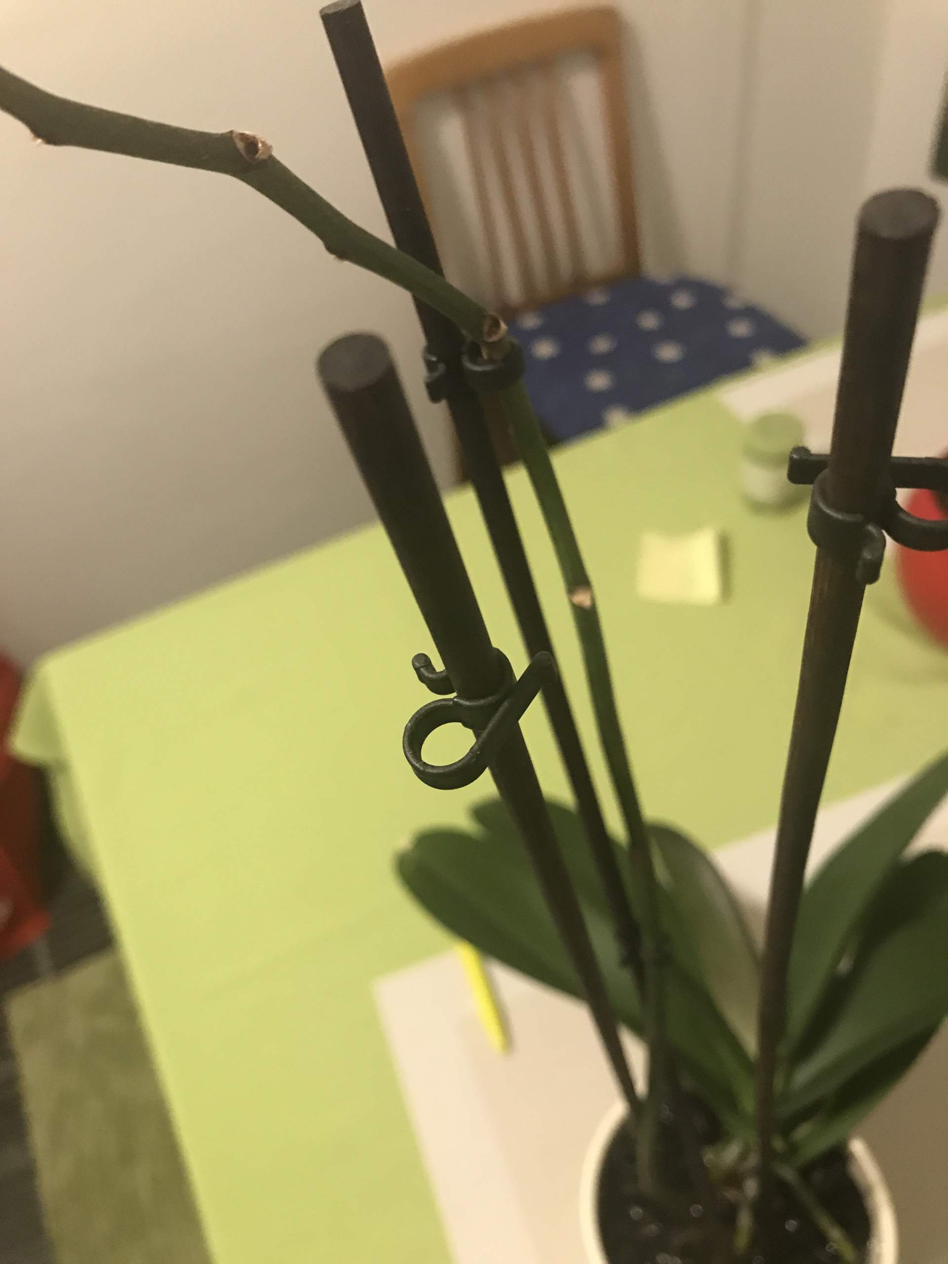 Orchidee wie genau pflegen? Und was tun wenn Wurzeln oben